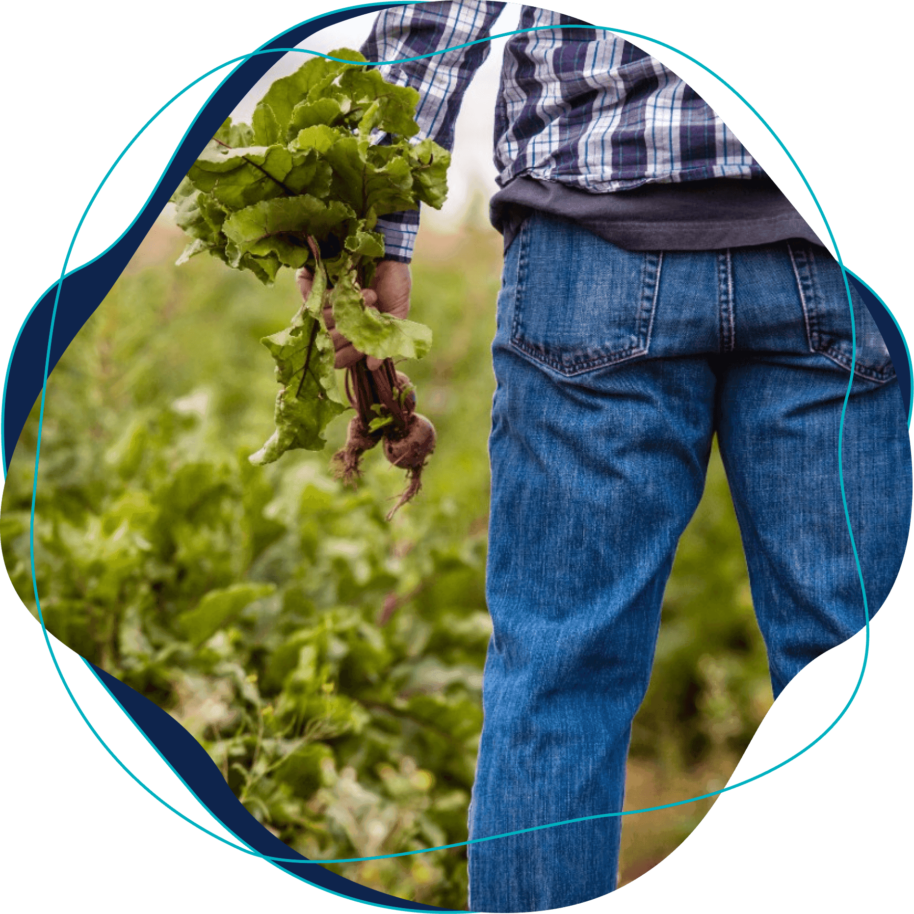 Aparece apenas a mão de um homem regando e plantando um horta